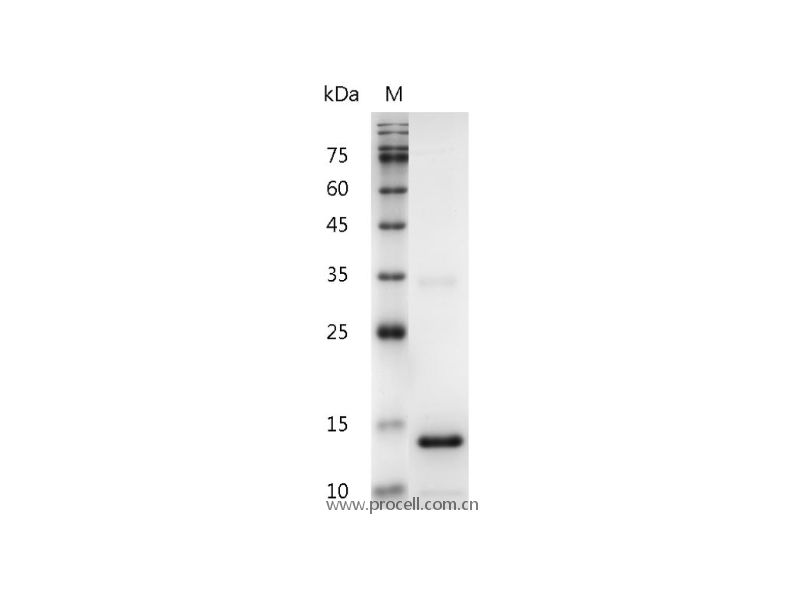 Procell-IL-3/ MCGF (N-6His), Human, Recombinant