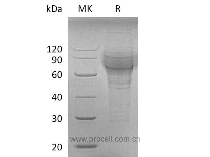 Procell-TPO/ THPO (C-6His), Mouse, Recombinant