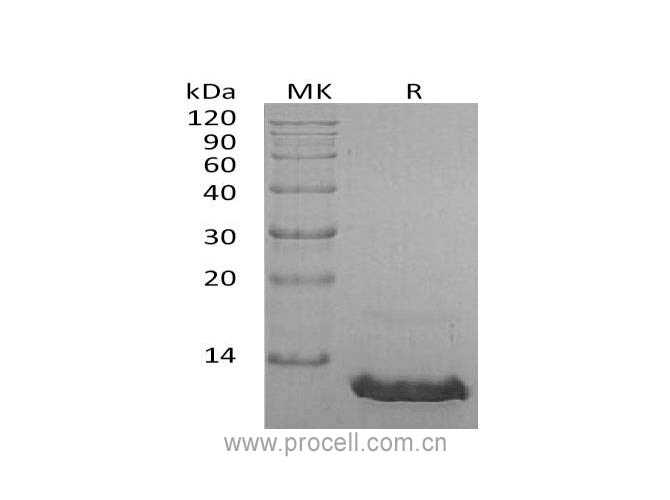 MCP-2/ CCL8, Human, Recombinant