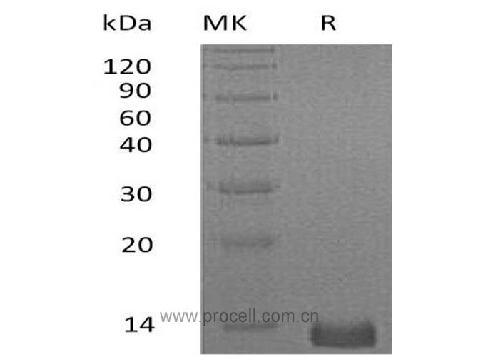 Procell-CXCL4/ PF-4 (C-6His), Human, Recombinant