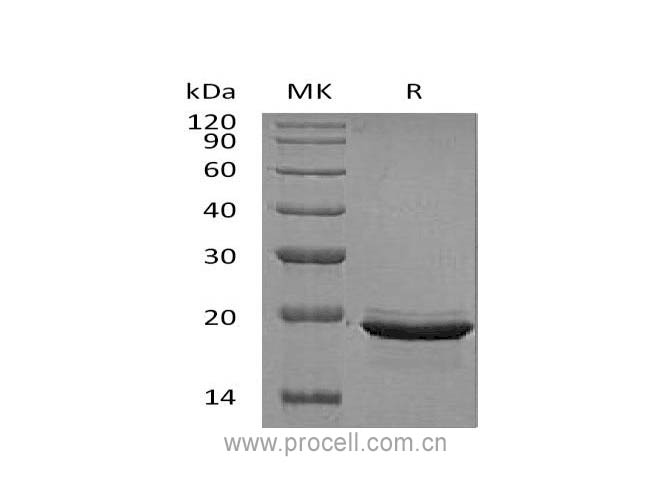 Procell-FGF-12/ FHF-1, Human, Recombinant