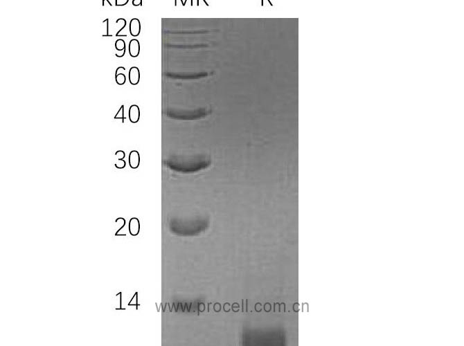 Procell-IGF-II/ IGF2, Human, Recombinant