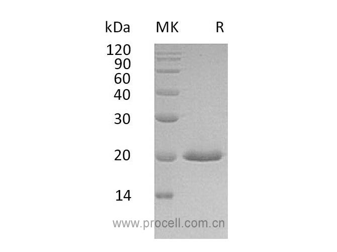 Procell-IFNα4/ IFNA4, Human, Recombinant