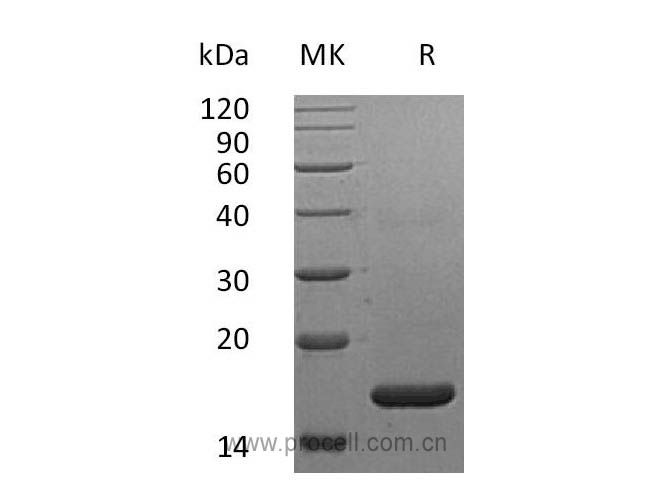 Procell-IFN-α2A (Lys46), Human, Recombinant