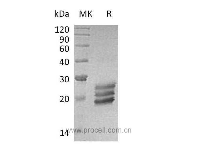 Procell-IL-25 (C-6His), Human, Recombinant