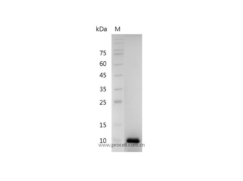 Procell-IL-8/ CXCL8 (Ser28-Ser99), Human, Recombinant