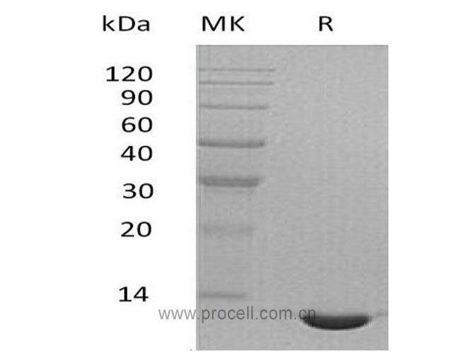 Eotaxin-2/ CCL24, Mouse, Recombinant