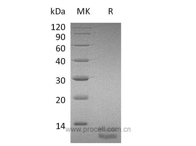 GRO-α/ CXCL1 (C-6His), Mouse, Recombinant