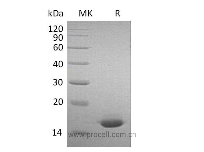 IFNA2/ IFN-α2, Mouse, Recombinant