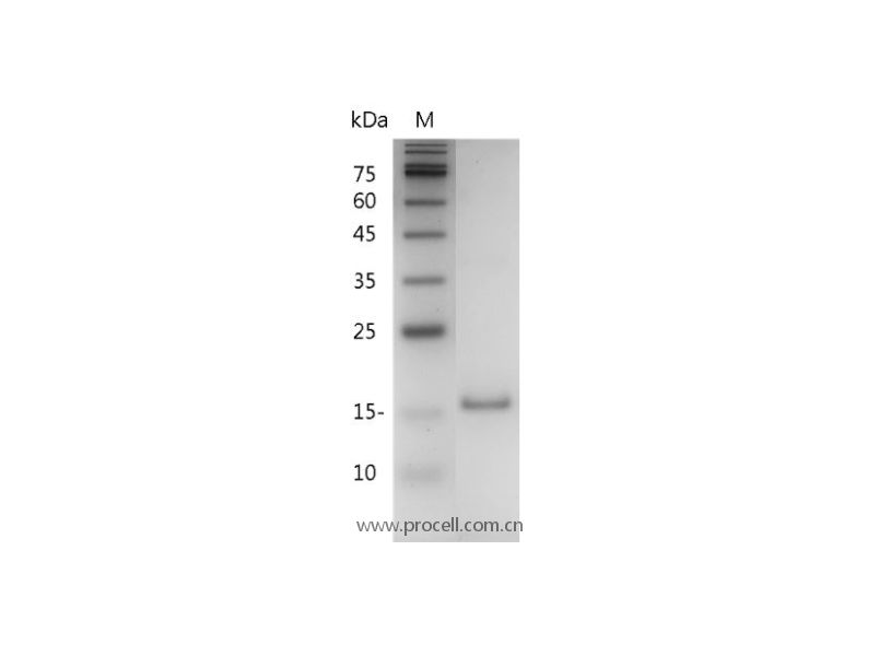Procell-IL-10/ IL10A, Mouse, Recombinant
