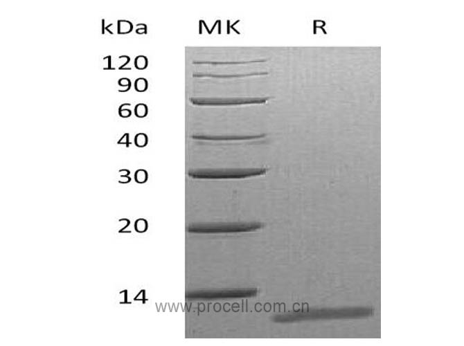 IL-13 (Pro22-Phe131), Mouse, Recombinant