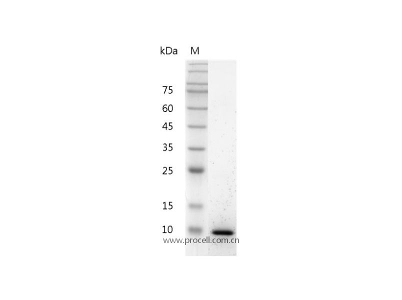 IL-13 (Ser26-Phe131), Mouse, Recombinant