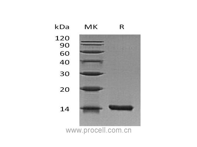 Procell-IL-22, Mouse, Recombinant