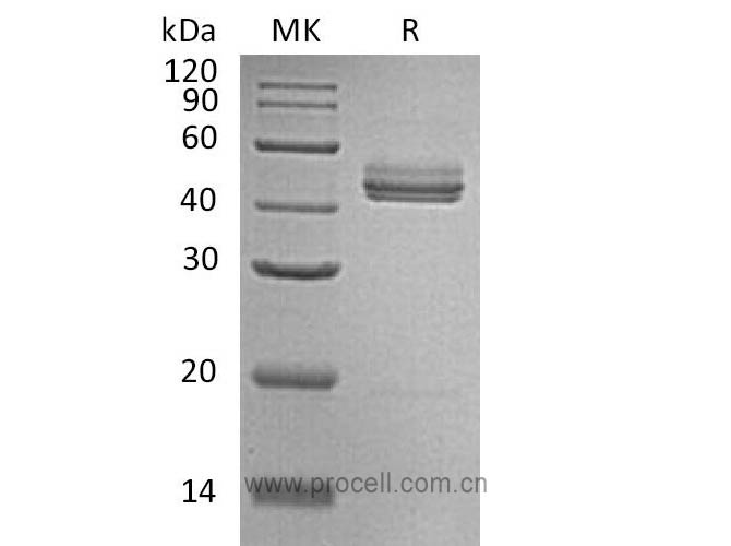 IL-23/ NKSF2, Mouse, Recombinant