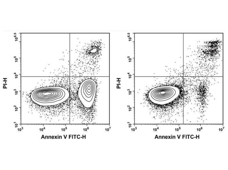 Annexin V-FITC染色液