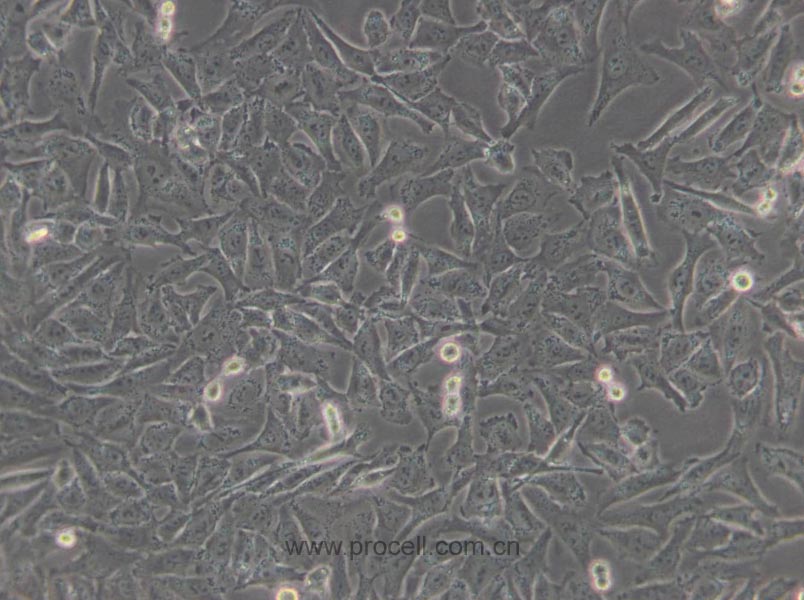 A-375 (人恶性黑色素瘤细胞) (STR鉴定正确)