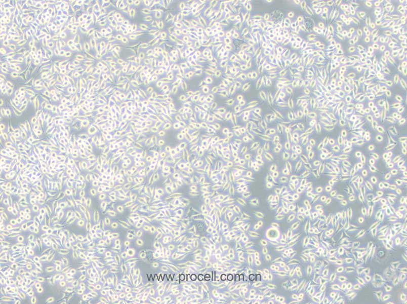 A9 (小鼠皮下结缔组织细胞) (种属鉴定正确)