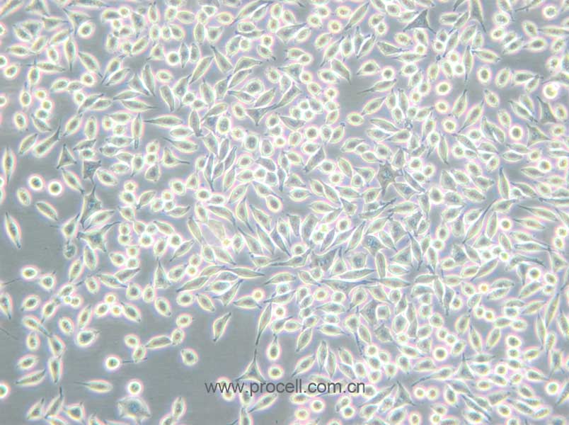 A9 (小鼠皮下结缔组织细胞) (种属鉴定正确)