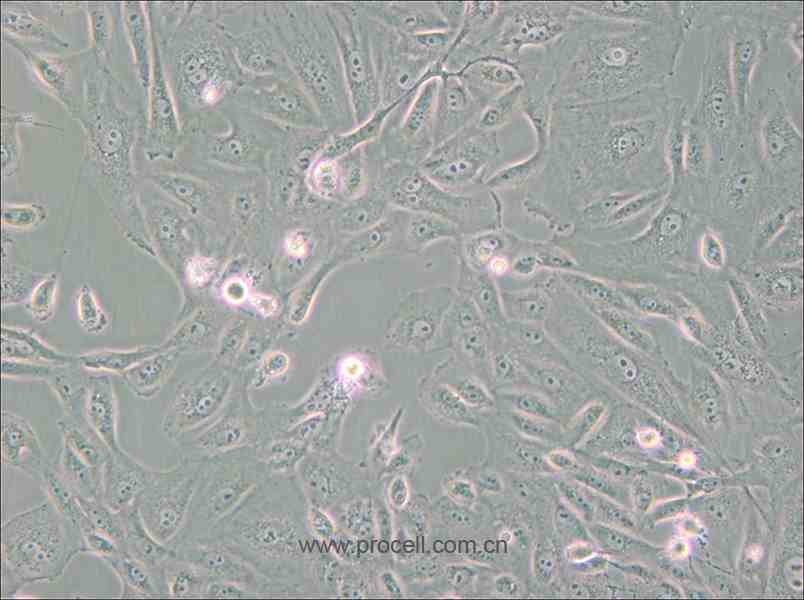 BS-C-1 (非洲绿猴肾细胞)(种属鉴定正确)