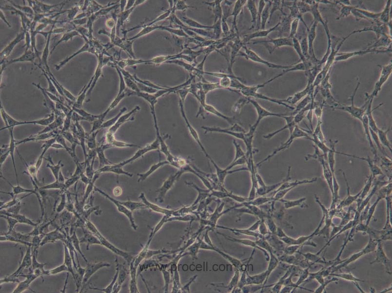 C6 (大鼠胶质瘤细胞) (种属鉴定正确)