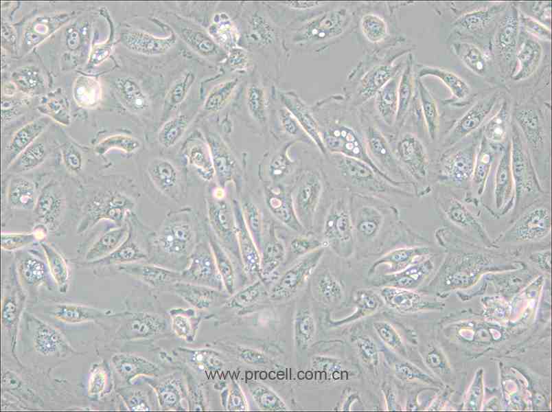 Caki-1 (人肾透明细胞癌皮肤转移细胞) (STR鉴定正确)