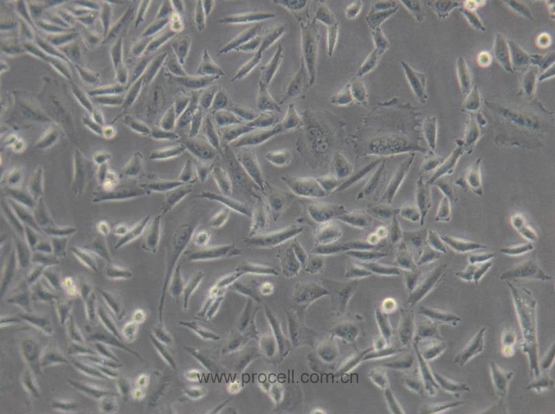 CHO-K1 (仓鼠卵巢细胞亚株)(种属鉴定正确)