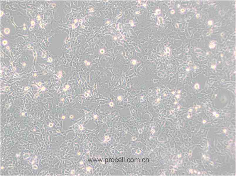 COS-1 (非洲绿猴SV40转化的肾细胞)