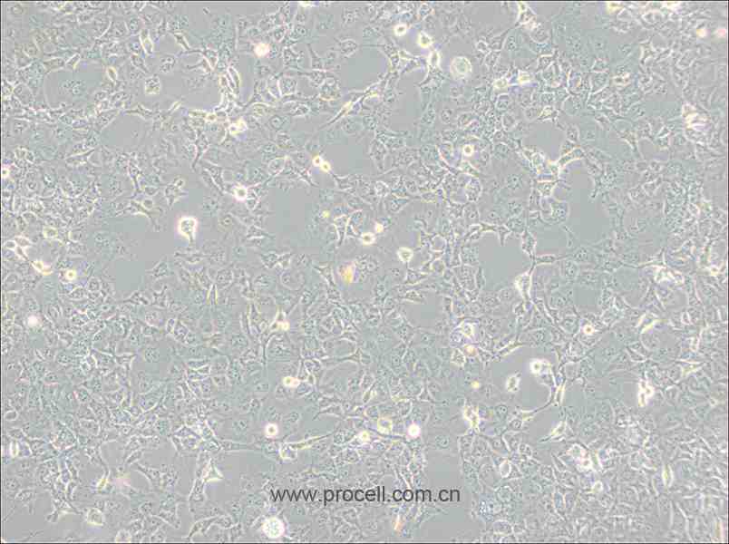COS-7 (非洲绿猴SV40转化的肾细胞)