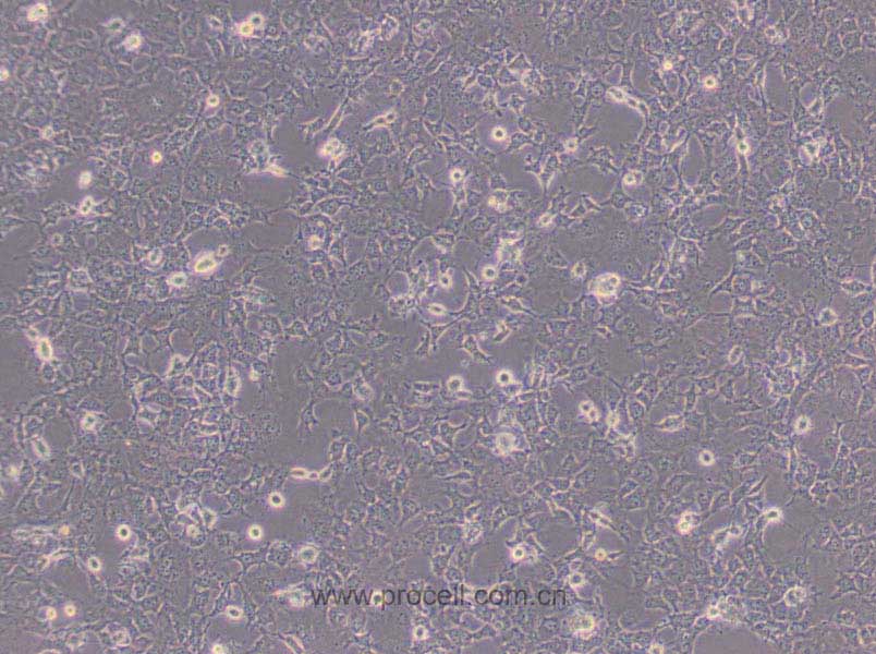 COS-7 (非洲绿猴SV40转化的肾细胞)