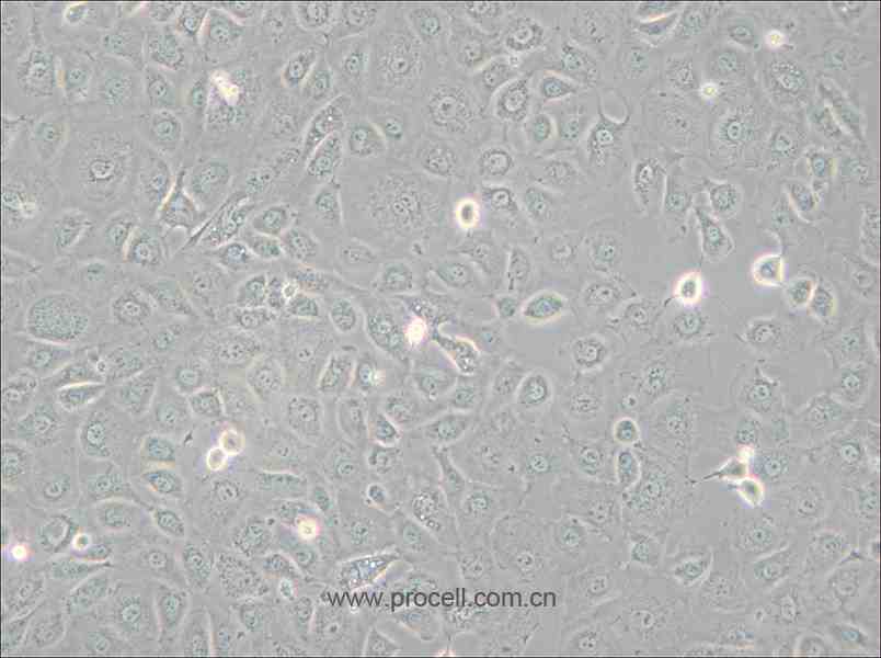 WB-F344 (大鼠肝上皮样干细胞) (种属鉴定正确)