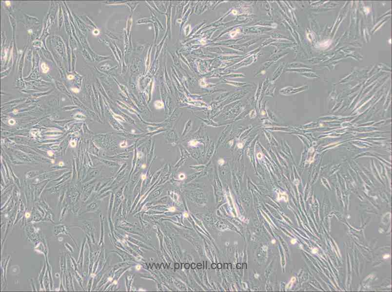 FRhK-4 (恒河猴胚肾细胞)