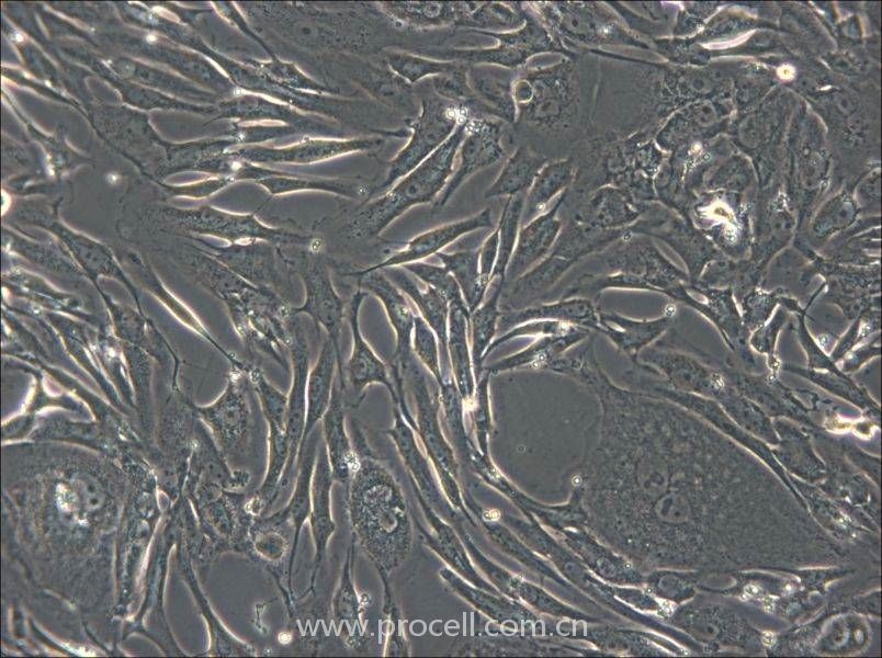 FRhK-4 (恒河猴胚肾细胞)