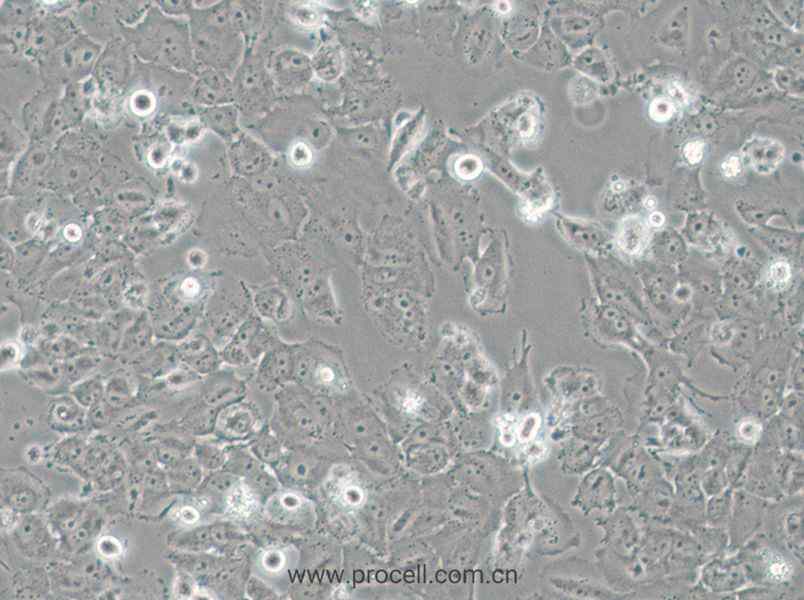 H4 (人脑神经胶质瘤细胞) (STR鉴定正确)