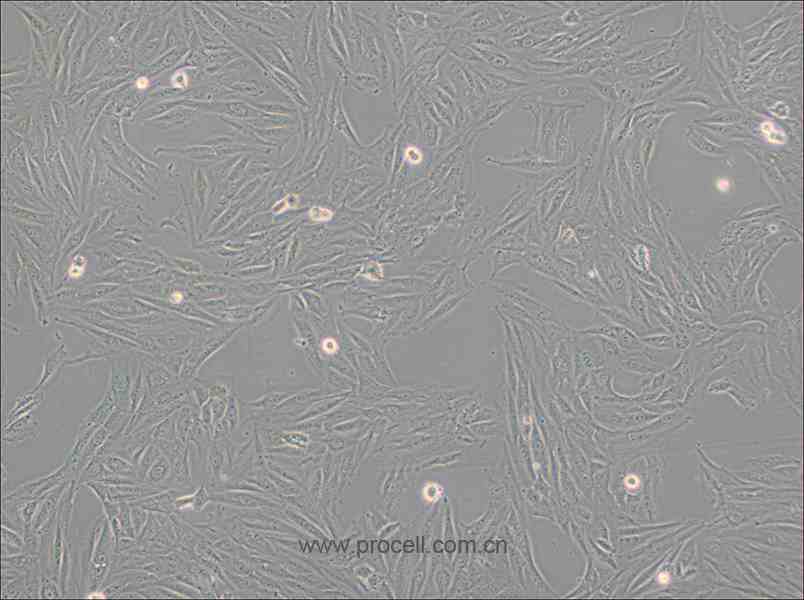 H9c2(2-1) (大鼠心肌细胞) (种属鉴定正确)