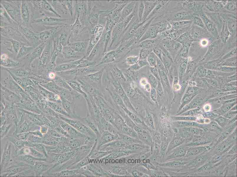 H9c2(2-1) (大鼠心肌细胞) (种属鉴定正确)