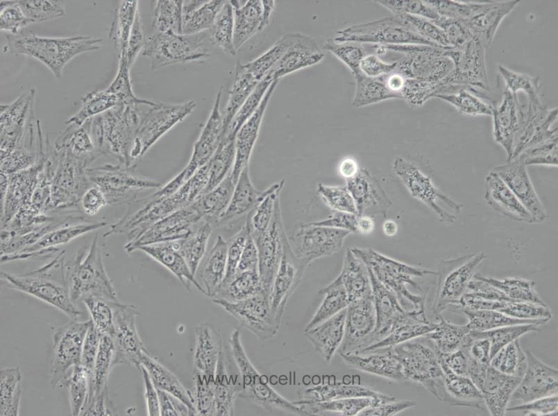 H9c2 (2-1) (大鼠心肌细胞) (种属鉴定正确)