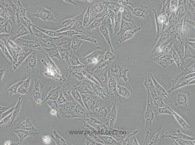 H9c2 (2-1) (大鼠心肌细胞) (种属鉴定正确)