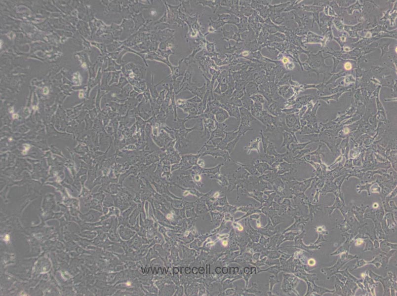 Hepa 1-6 (小鼠肝癌细胞) (种属鉴定正确)