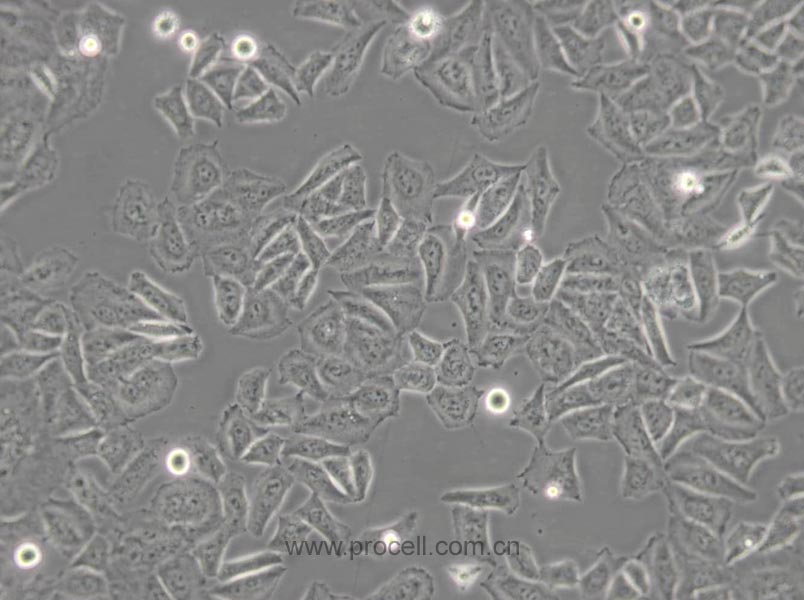 HL-7702 [L-02; LO2] (人正常肝细胞) (Hela污染细胞系，暂不供应)