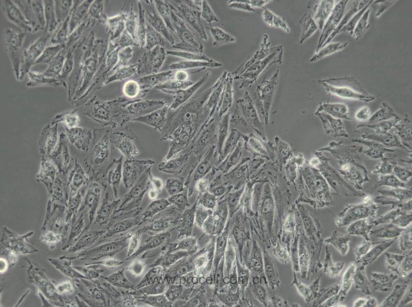 IBRS-2 [IB-RS-2] (猪肾细胞)(种属鉴定正确)