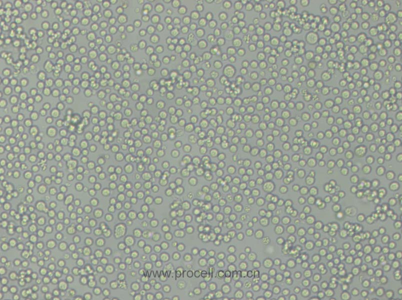L1210 (小鼠白血病细胞) (STR鉴定正确)