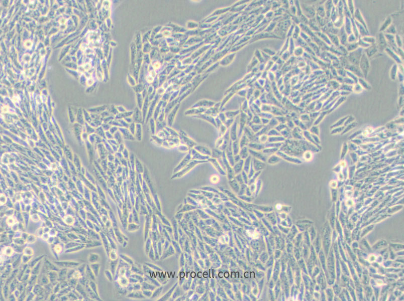 Lec1 [Pro-5WgaRI3C] (仓鼠卵巢细胞)(种属鉴定正确)
