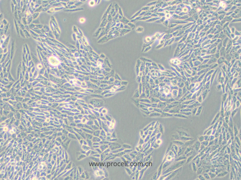 Lec1 [Pro-5WgaRI3C] (仓鼠卵巢细胞)(种属鉴定正确)