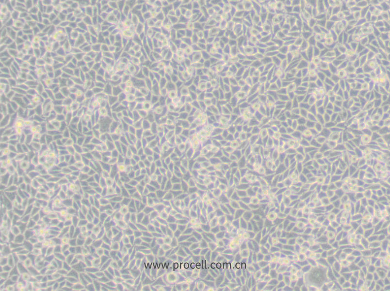 LM/TK [LMTK-] (小鼠胸腺激酶缺陷细胞) (种属鉴定正确)