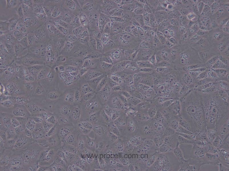 MDCK [NBL-2] (犬肾细胞)