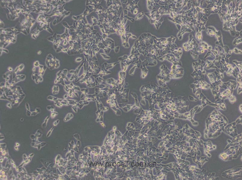 MLTC-1 (小鼠睾丸间质细胞瘤细胞) (STR鉴定正确)