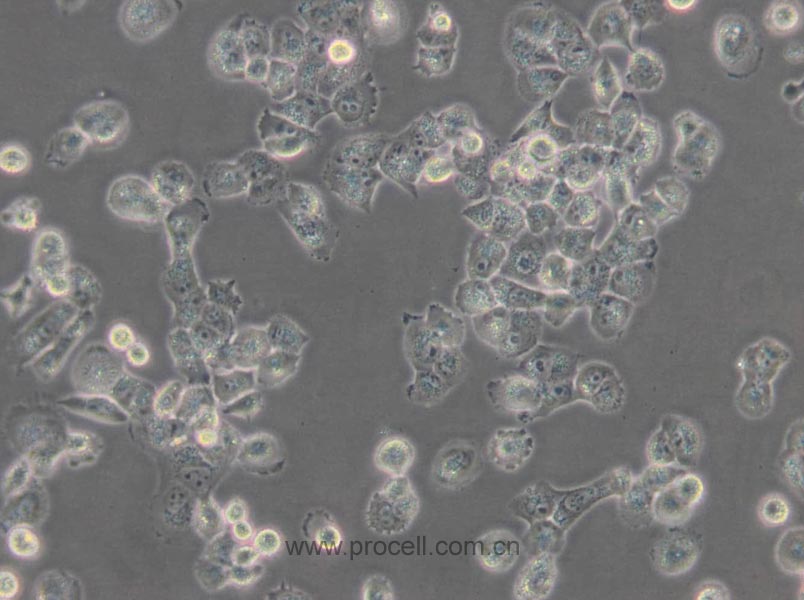 NCI-H1299(人非小细胞肺癌细胞) (STR鉴定正确)