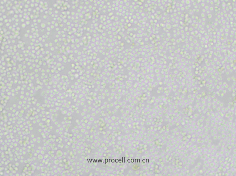 P388D1 (小鼠淋巴样瘤细胞) (种属鉴定正确)