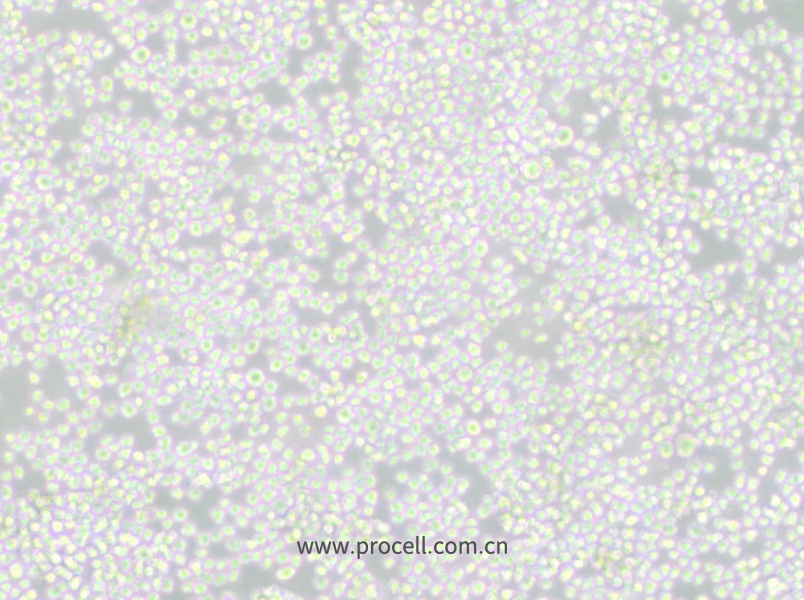 P3X63Ag8 (小鼠骨髓瘤细胞) (种属鉴定正确)