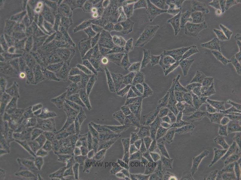 QGY-7701 (人肝癌细胞) (Hela污染细胞系，暂不供应)